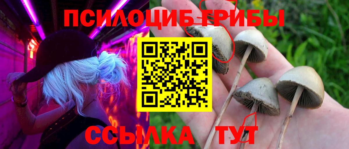 Сунжа  Псилоцибиновые грибы Magic Shrooms  Вход с VPN 